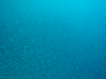 asdtatukusi5.gif