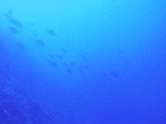 asdtatukusi8.gif