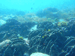 kasiwa3218.gif
