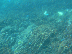 kasiwagw1.gif