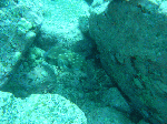 kasiwagw4.gif