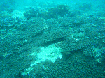 tatukusigw1.gif