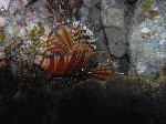 tatukusigw2.gif