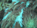 tatukusigw3.gif