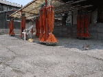 aosimaneko2.gif