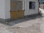 aosimaneko4.gif