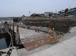aosimaneko5.gif