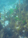 aosimaumi2.gif