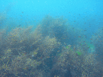 aosimaumi3.gif