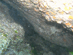 aosimaumi4.gif