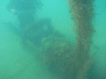 sa-chi2.gif