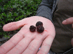 20096113.gif