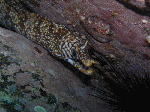 20096115.gif
