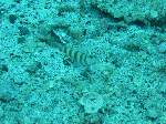 20096116.gif