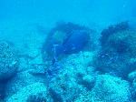 20096117.gif