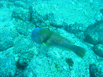 20096119.gif