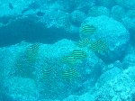 200961110.gif