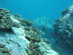 200961111.gif