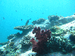 200961112.gif