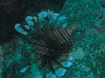 200961116.gif