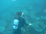 takegasima006.gif