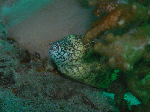20096217.gif
