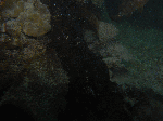 nito004.gif