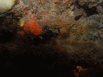 nito006.gif