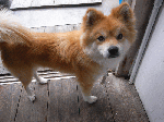 taorositakega6.gif
