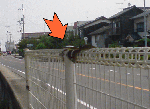 futamihebi.gif