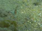 futamiai.gif