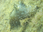 futamiai1.gif
