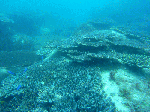 18d21f1a.gif