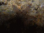 nai1-3.gif