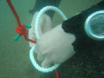 sat1-1.gif