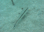 d3390ce1.gif