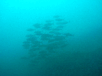 tatutatu1.gif