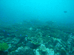 tatutatu7.gif