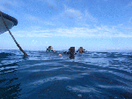 hanabi1-1.gif