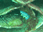 morode1-1.gif