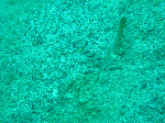 nisiumi1-1.gif