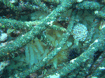 nisiumi1-2.gif