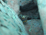 nisiumi1-3.gif