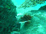 nisiumi1-5.gif