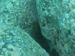 nisiumi1-6.gif