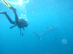 jinbee3.gif