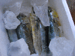 yurayura1-8.gif