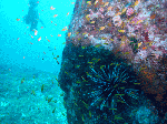 2009okinosima1-1.gif