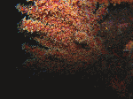 TAKEGASIMA-1-1.gif