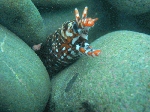 TAKEGASIMA-1-3.gif